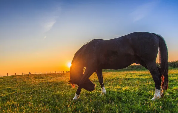 GRASS, HORSE, HORIZON, The SKY, SUNSET, LIGHT, GLADE, RAYS