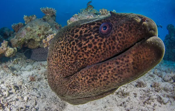 Picture Moray, The red sea, Red Sea