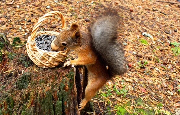 Picture autumn, animals, nature, basket, stump, walnut, protein, needles