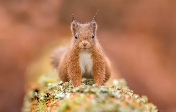 Background, protein, red, pet