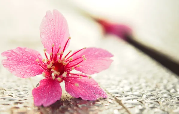 Flower, drops, macro