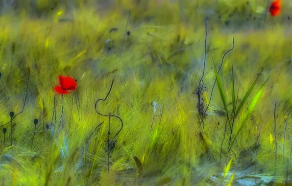 Field, flowers, Maki, red, green
