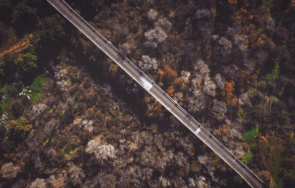 Picture road, forest, from the height of bird flight