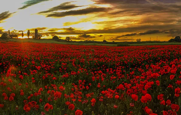 Field, summer, landscape, flowers, nature, Maki, meadow, red