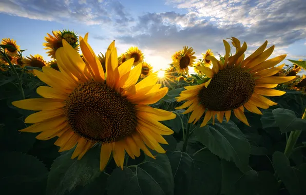 Summer, sunflowers, nature