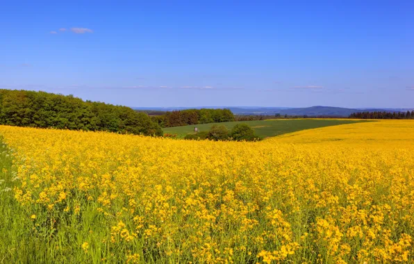 Field, grass, trees, flowers, yellow, space