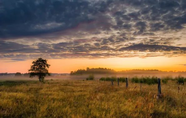 Picture field, summer, fog