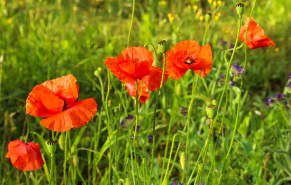 Red, flower, poppy