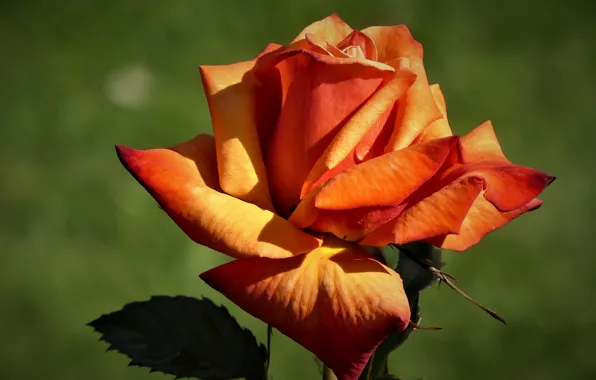 Background, rose, brown