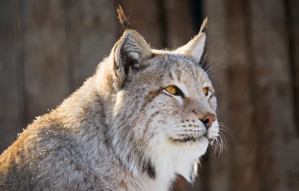 Look, snow, portrait, lynx, face