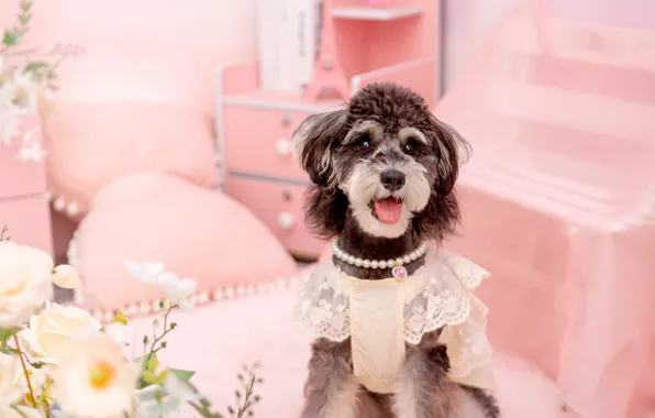 Look, pose, clothing, dog, costume, outfit, image, face