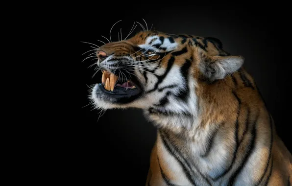 Face, tiger, grin, black background