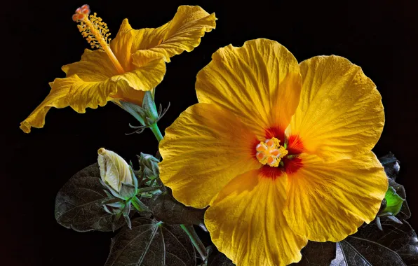 Leaves, petals, black background, buds, yellow, closeup, hibiscus