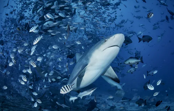 Sea, fish, fish, shark, underwater world, cant