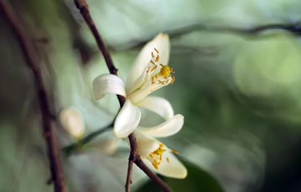 Macro, flowers, white, exotic, flower, blossom, macro, orange