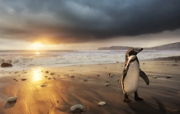 Beach, the ocean, dawn, coast, penguin