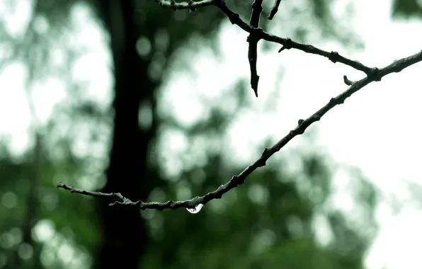 Picture branches, nature, focus, nature, focus, bokeh, bokeh, 2560x1600