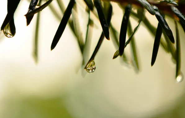 Drops, macro, plant