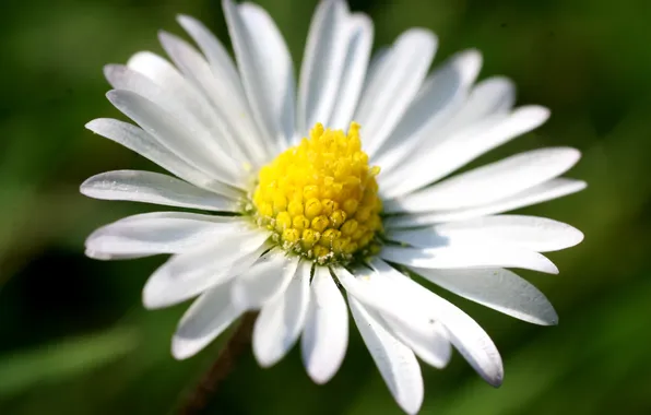 Picture greens, white, macro, yellow, green, petals, Daisy