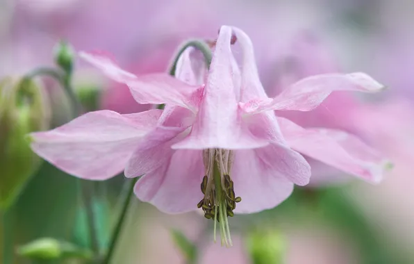 Flower, pink, gentle, the catchment, Aquilegia, Orlik