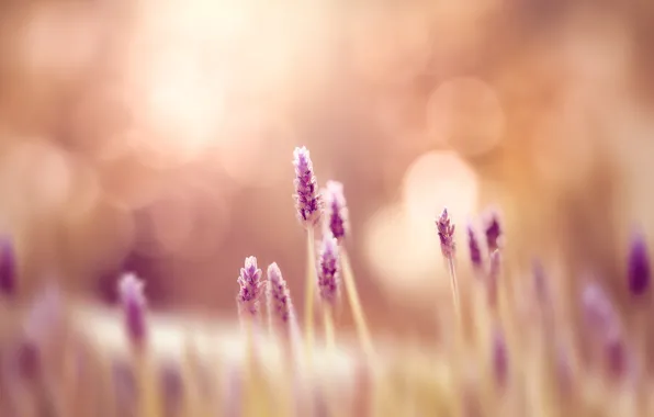 Greens, field, grass, flowers, nature, background, Wallpaper, blur