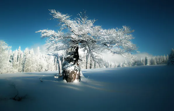 Winter, forest, snow, tree, Germany, Bayern, Germany, Bavaria