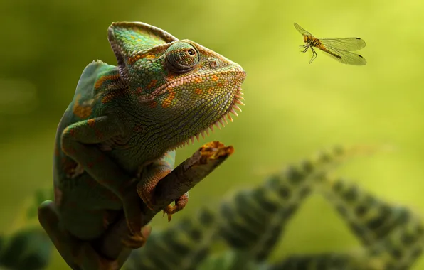 Picture Eyes, Branch, Dragonfly, Chameleon, Green background, Blurred background, Chameleon