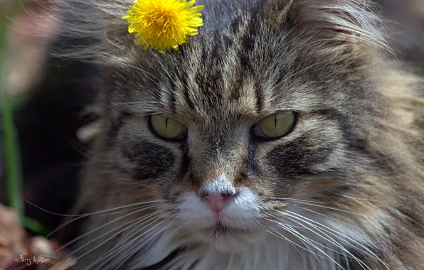 Cat, flower, cat, face, dandelion