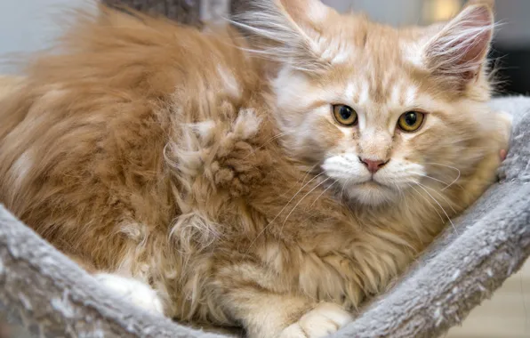 Picture cat, kitty, red, Maine Coon