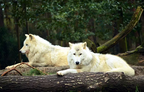 Picture nature, face, animal, wolf, wildlife, head, fur, mammal