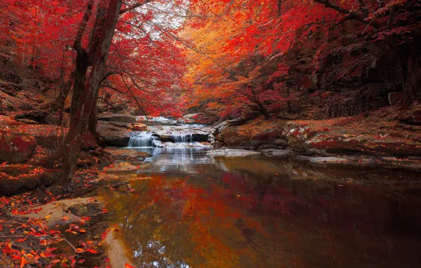 Autumn, forest, river, foliage, pond