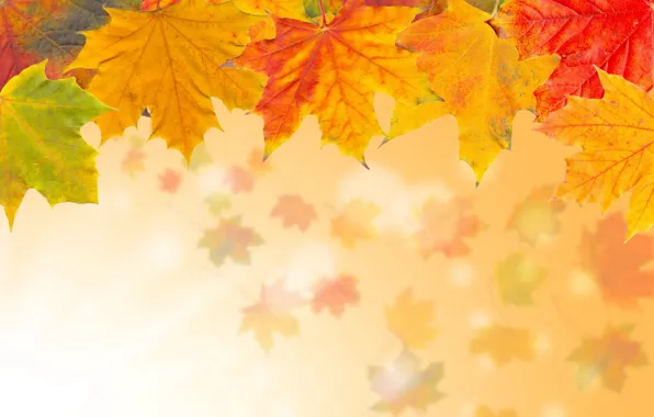 Autumn, leaves, yellow, maple