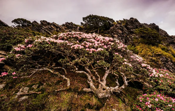 Picture the sky, clouds, landscape, flowers, mountains, nature, overcast, rocks