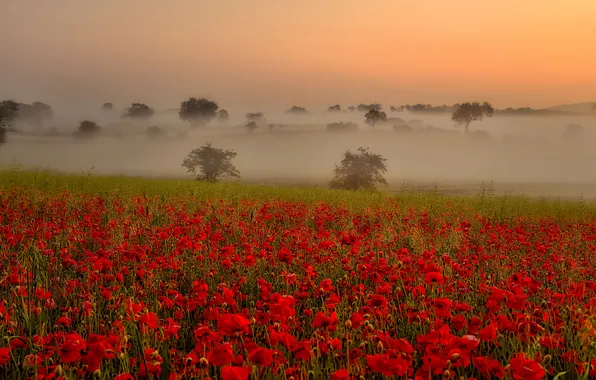 Field, summer, the sky, trees, landscape, flowers, nature, fog