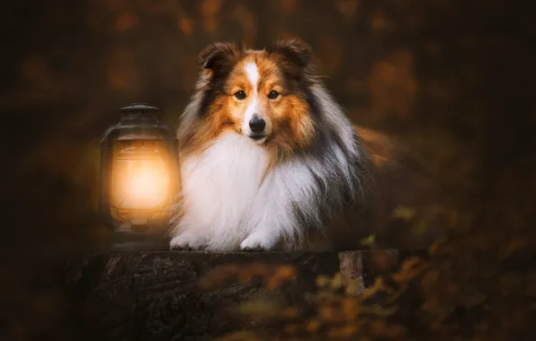 Autumn, look, stump, dog, lantern, bokeh, Sheltie, Shetland Sheepdog