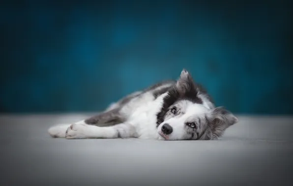 Look, blue, background, blue, dog, floor, lies, Australian shepherd