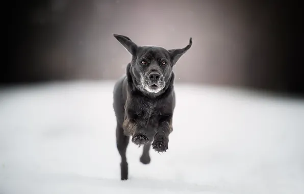 Snow, dog, running, walk, bokeh