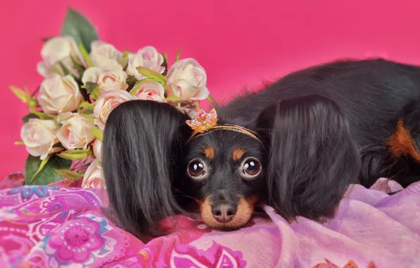 Look, flowers, pose, portrait, roses, dog, bouquet, blanket