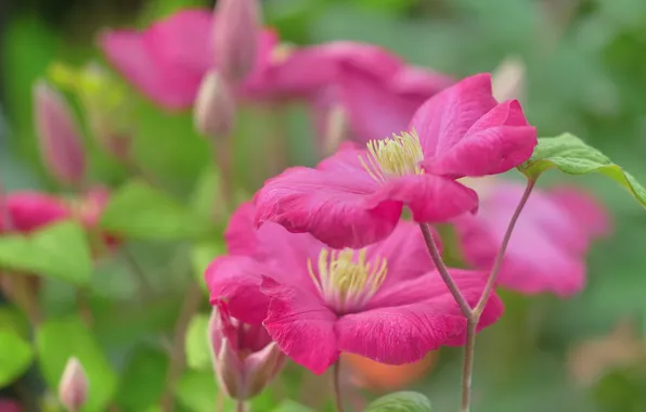 Summer, flowers, stems, garden, pink, green background, Liana, clematis