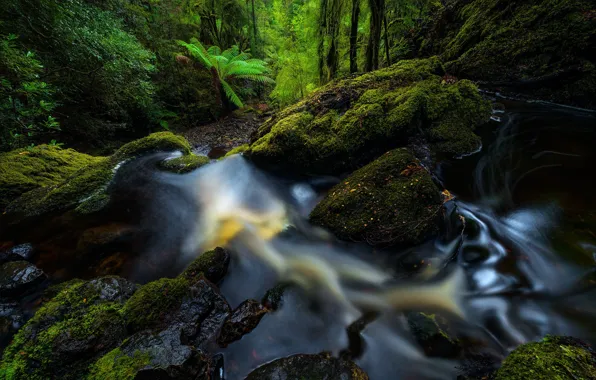 Greens, forest, stream, stones, shore, waterfall, moss, fern
