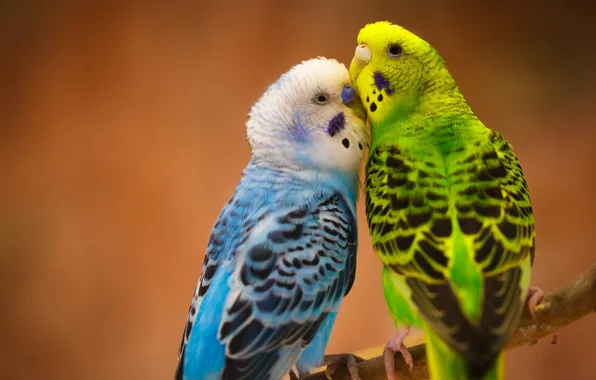 Love, birds, a couple, Budgerigars