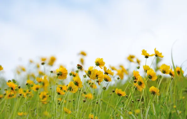 Picture stem, buds, buds, stalks, yellow spear leaves, Coreopsis, yellow lance-leaved coreopsis