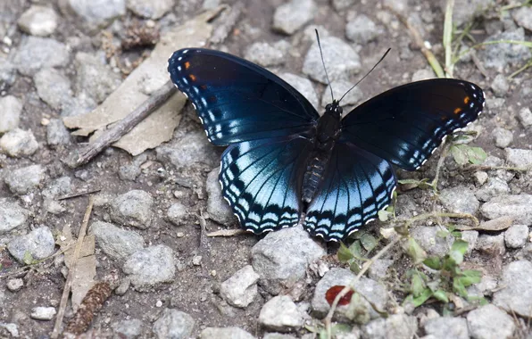 Macro, butterfly, wings, beautiful, stones, closeup