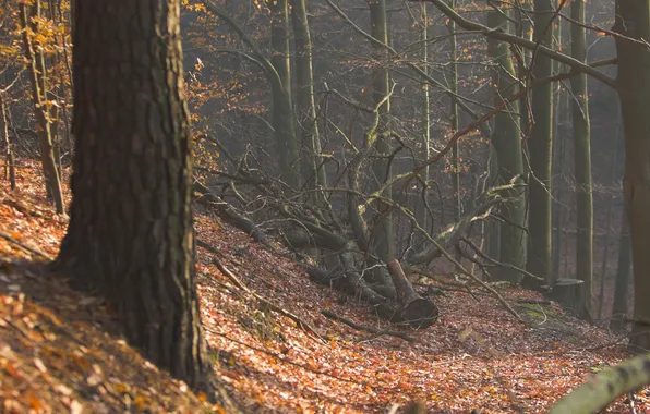 Autumn, forest, trees, fallen