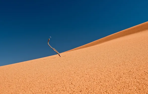 Trees, landscape, nature, desert
