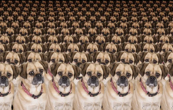 Look, each, dog