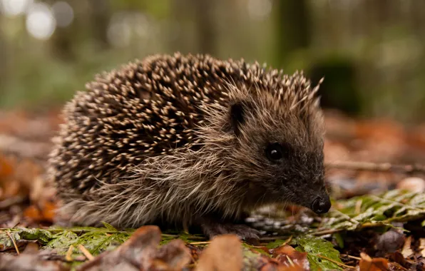 Picture autumn, barbed, foliage, hedgehog, hedgehog