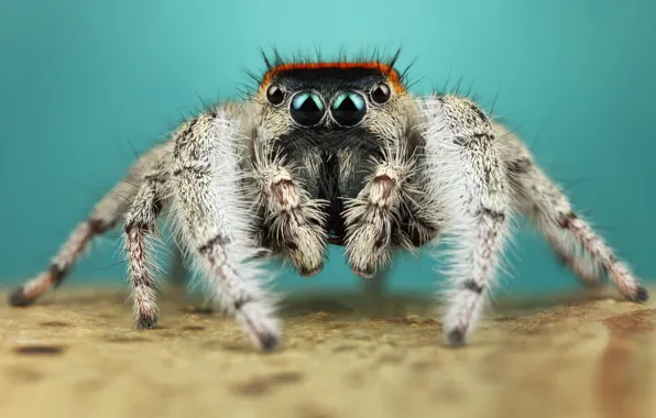 Eyes, macro, pose, background, legs, spider, hairy, turquoise