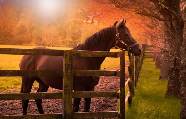 Field, autumn, grass, look, face, the sun, light, trees