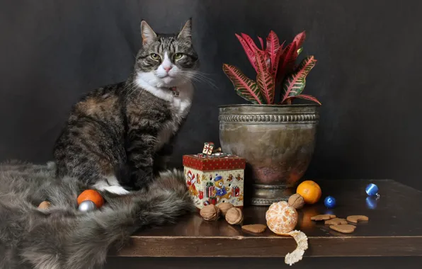 Cat, cat, look, balls, pose, table, grey, toys